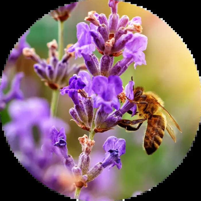 French Fine Lavender Essential Oil