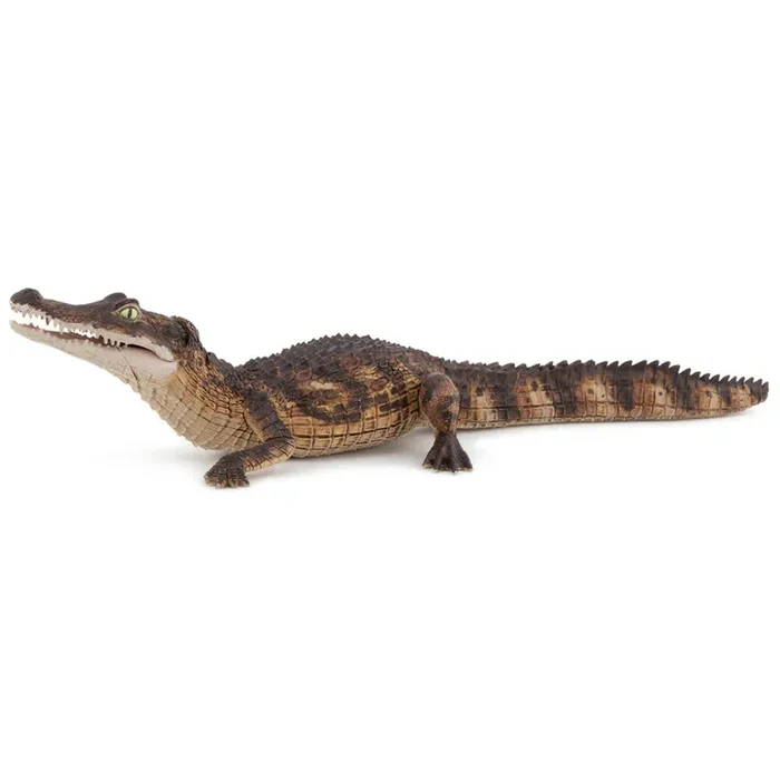 Papo – Cayman