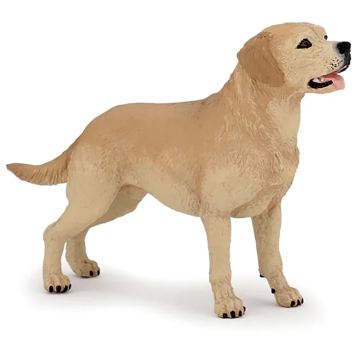 Papo – Labrador Retriever