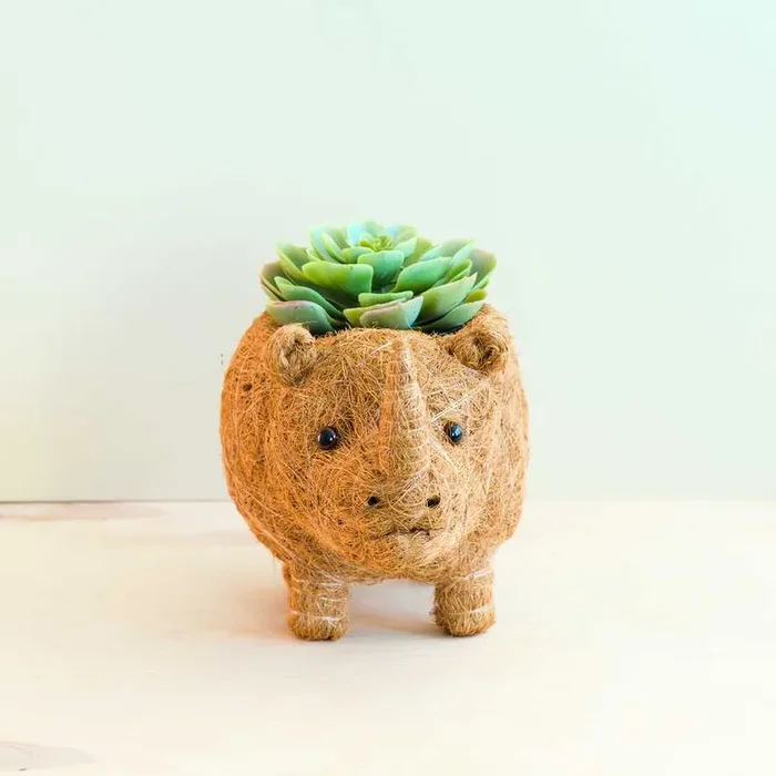 Rhino Planter – Coco Coir Pot | Likhâ